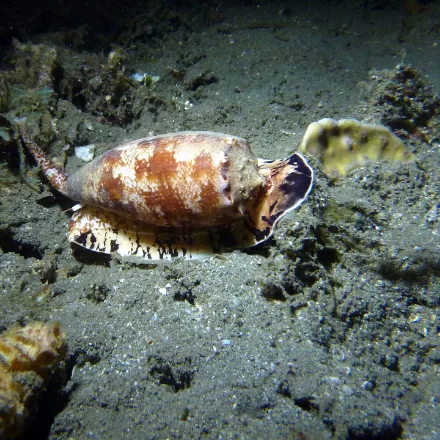 Geographic Cone Snail