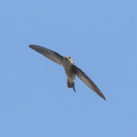 Germain's Swiftlet, small sooty-grey swiftlet, slightly paler rump, fast fluttering flight.