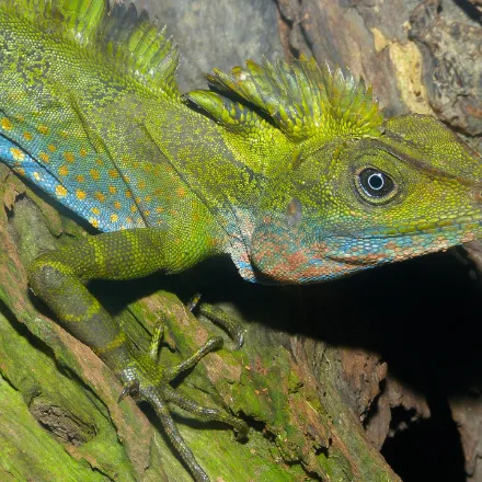Giant Angle-headed Lizard, large agamid, male bright green-blue with a high crest and black shoulder patch, on trunks over streams.