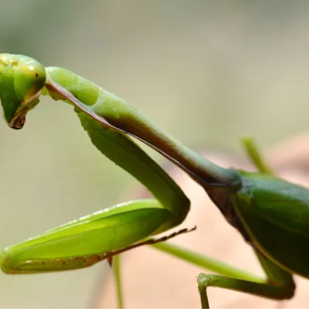 Giant Asian Mantis, large green praying mantis with folded raptorial forelegs and a triangular swivelling head
