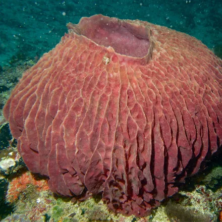 Giant Barrel Sponge, large rigid barrel with a wide central cavity, rough grooved brown-red surface.