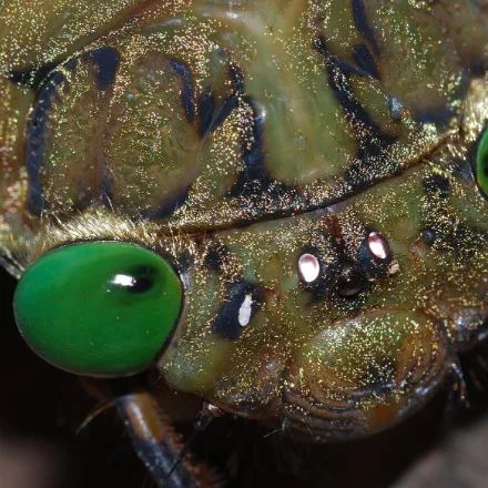 Giant Cicada, very large cicada, long clear wings, mottled green-brown body