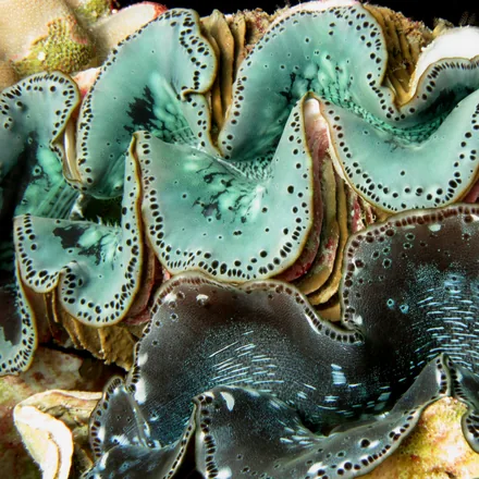 Giant clams with patterned mantles on a reef