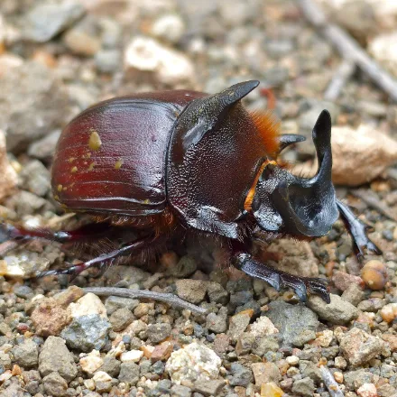 Giant Dung Beetle, large heavy black beetle with head and thoracic horns in males, at dung after dark.