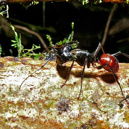 Giant Forest Ant, very large black ant with red-brown legs and a golden-brown abdomen band, on trunks at night.