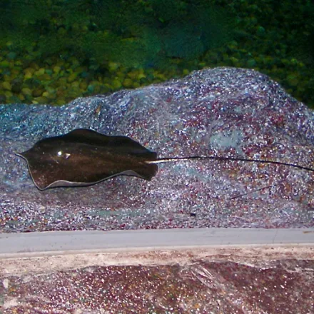 Giant Freshwater Stingray, huge oval brown disc, long whip tail with a very large serrated spine, tiny eyes
