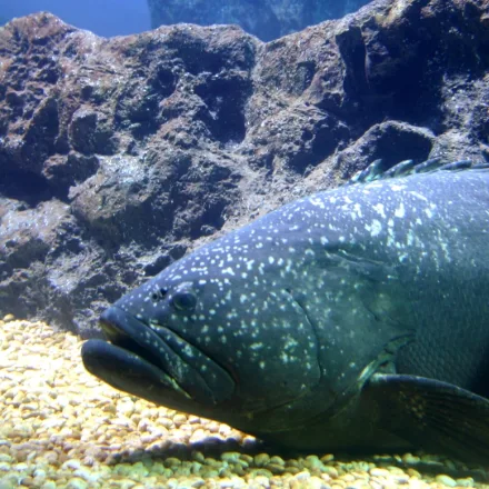 Giant Grouper