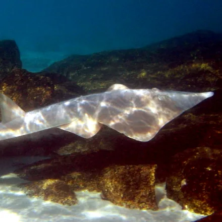 Giant Guitarfish
