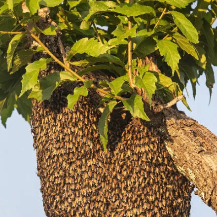 Giant Honey Bee, large honey bee, single open comb hung high on a branch or cliff.