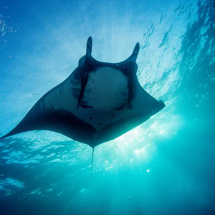 Giant manta ray gliding overhead, silhouetted against sunlight