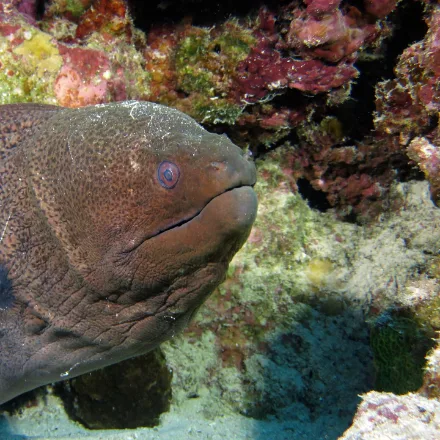 Giant Moray, very large brown mottled eel, dark spot behind the gill opening, gaping jaws.