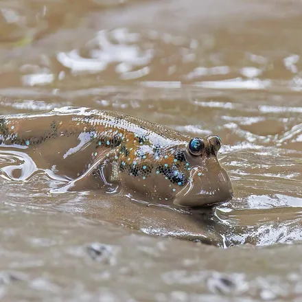Giant Mudskipper, brown, torpedo-shaped, bulging periscope eyes on top of the head, tall first dorsal fin, pale lateral stripe, photographed in Vietnam.