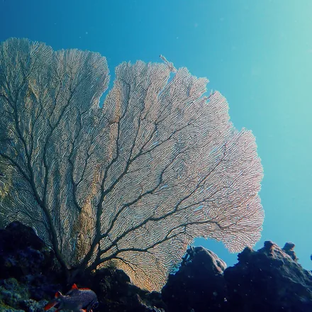 A large gorgonian sea fan on a reef wall