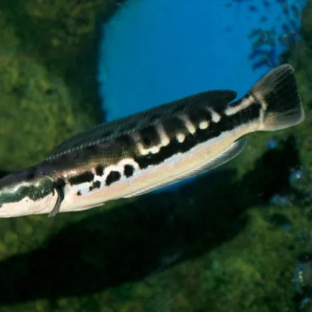 Giant Snakehead, long cylindrical body, snake-like head, dark blue-grey back; juveniles bright orange with black stripes.