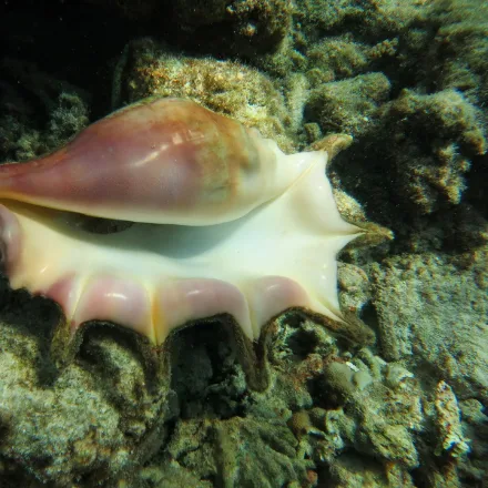 Giant Spider Conch