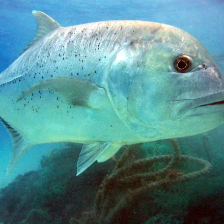 Giant Trevally