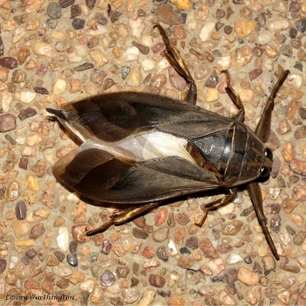 Giant Water Bug, large flat oval brown bug, powerful hooked front legs, short pointed beak.