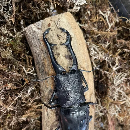 Giraffe Stag Beetle