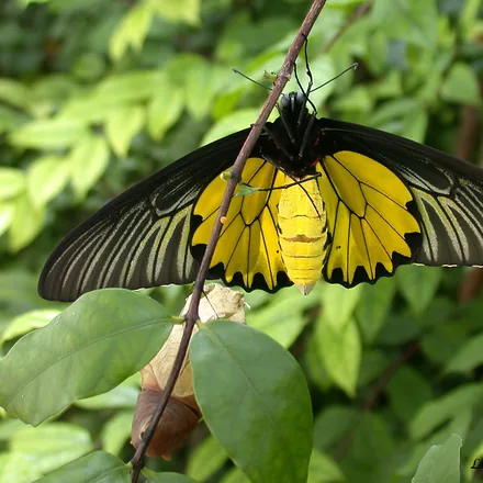 Golden birdwing butterfly with black and gold wings