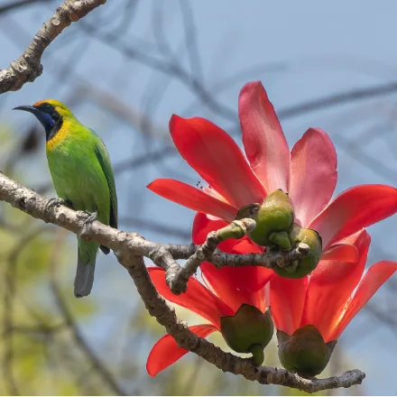 Golden-fronted Leafbird, green body, golden-orange forehead, black face and throat, blue moustache.