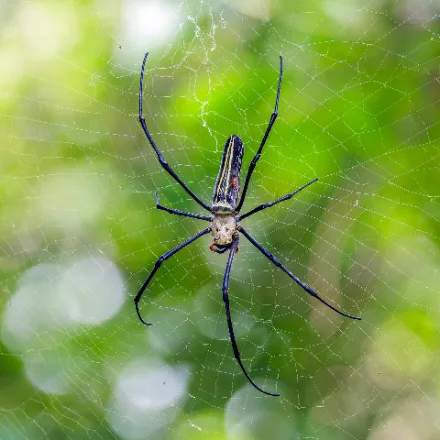 Golden Orb-weaver, very large spider, black body with yellow marks, huge golden web.
