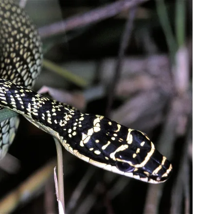 Golden Tree Snake, yellow-green with black cross-hatched pattern, slim body, large eyes.