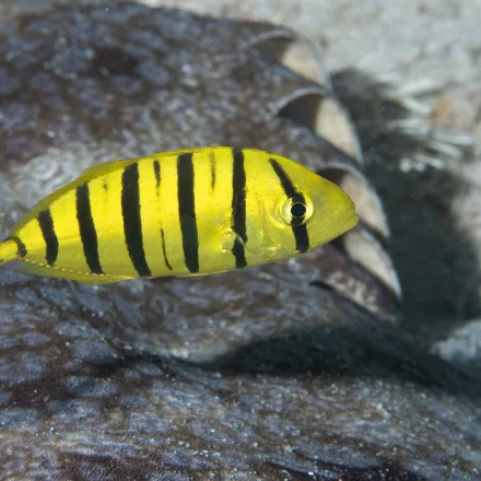 Golden Trevally