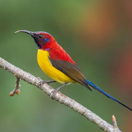 Aethopyga gouldiae