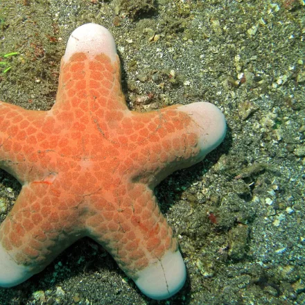 Granulated Sea Star