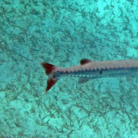 Great Barracuda, elongated silver body, protruding lower jaw, dark blotches on the rear flanks.