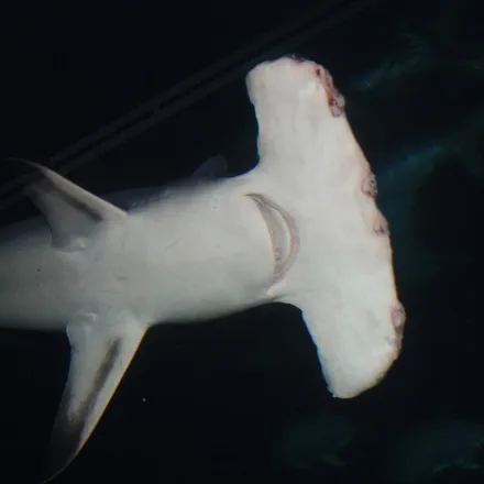 Great Hammerhead