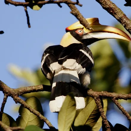 Female great hornbill perched in a fruiting forest tree