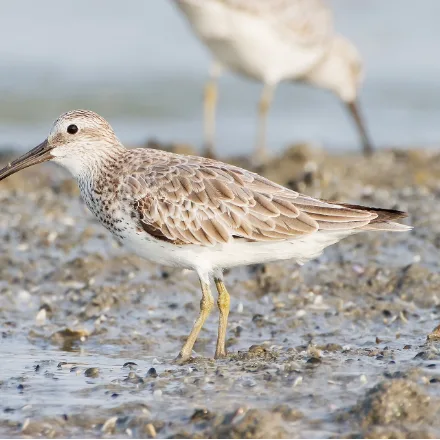 Great Knot, stocky grey-brown wader with a longish slightly drooping bill, dense black spotting on the breast in summer.