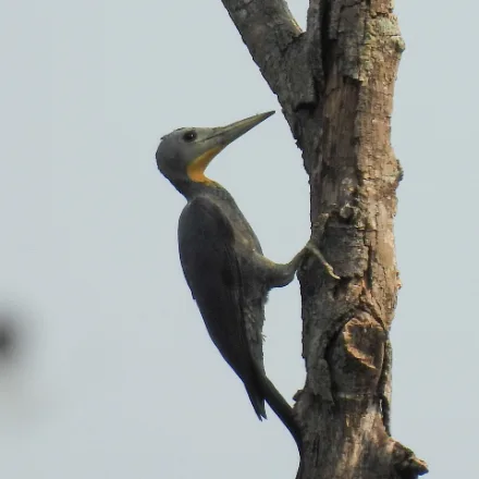 Great Slaty Woodpecker, very large, slaty-grey, long neck, pale throat, red male moustache.