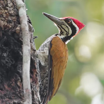 Greater Flameback, large golden-backed woodpecker, white-spotted neck, four toes, red crown in males.