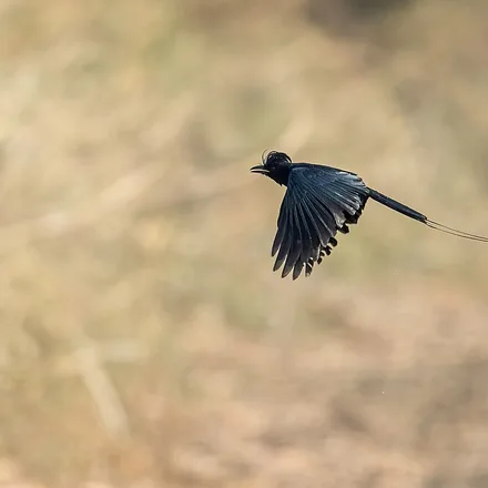 Greater Racket-tailed Drongo, glossy black bird, forehead crest, two long racket-tipped tail streamers.