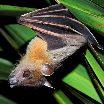 Greater Short-nosed Fruit Bat, small fruit bat, big eyes, pale-edged ears, short muzzle, dog-like face.