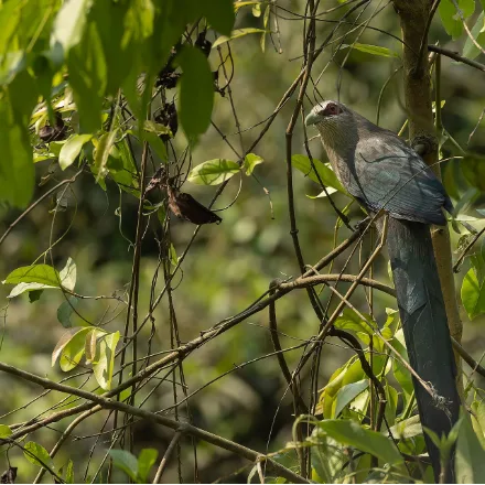 Green-billed Malkoha, large grey-green cuckoo, long tail, curved green bill, red eye-patch.
