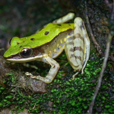 Green Cascade Frog, bright green frog with a clean pale line along each flank, large toe discs, on wet rock beside torrents.