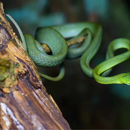 Green Cat Snake, slender bright green snake, large head, vertical pupils, blue-black tongue.