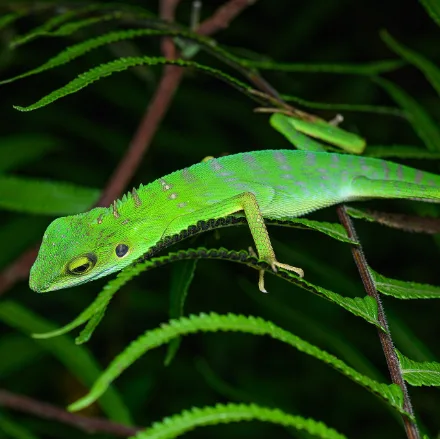 Green Crested Lizard, slender, bright green, small nape crest, tail far longer than the body.