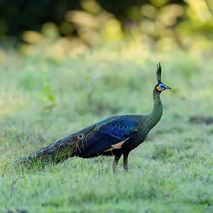 Green peafowl displaying its train