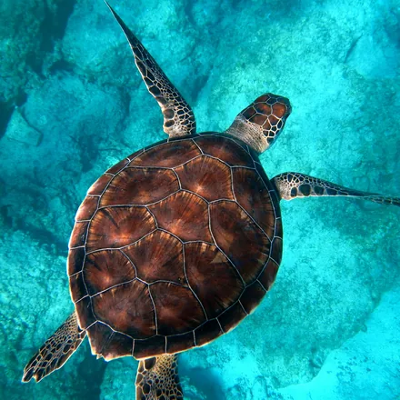 Green sea turtle swimming over turquoise water