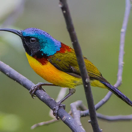 Aethopyga nipalensis