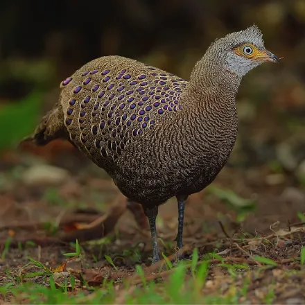 Grey Peacock-Pheasant, grey-brown pheasant covered in blue-green eyespots, shortish tail.