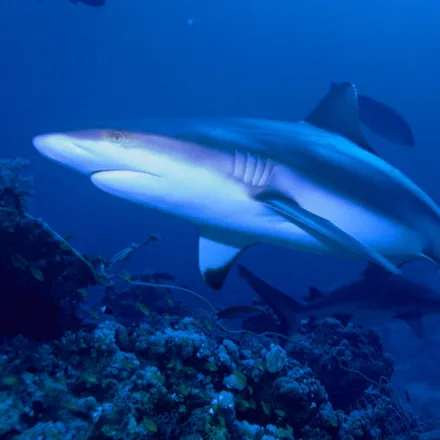 Grey Reef Shark, stocky grey body, plain first dorsal, broad black rear edge on the tail fin.