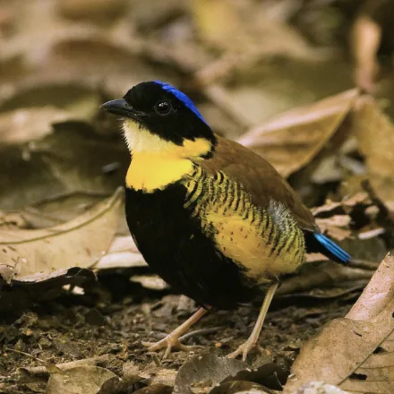 Gurney's Pitta, plump ground bird, blue crown and nape, black head, yellow black-barred flanks.