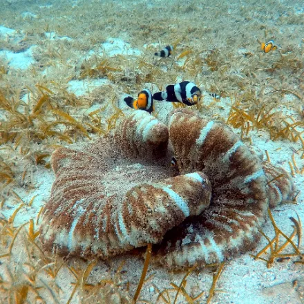 Haddon's Carpet Anemone