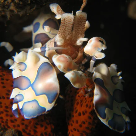Harlequin Shrimp