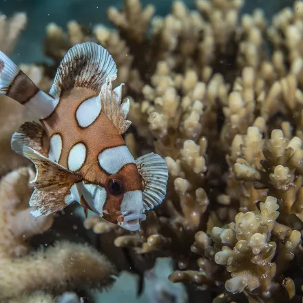 Harlequin Sweetlips, juvenile brown with large white blotches, flapping swim; adult grey with dense dark spots and thick lips.